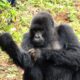 Rwanda Gorilla Holidays and Safaris - Rwanda Travel and Gorilla Trekking Tour - Rwanda Wild Gorilla Safari Adventures - Price of Gorilla Tracking Permits in Rwanda - Book Uganda & Rwanda gorilla safaris from Australia