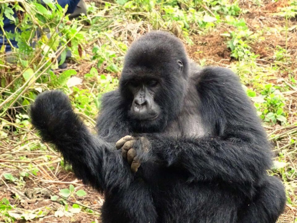 Rwanda Gorilla Holidays and Safaris - Rwanda Travel and Gorilla Trekking Tour - Rwanda Wild Gorilla Safari Adventures - Price of Gorilla Tracking Permits in Rwanda - Book Uganda & Rwanda gorilla safaris from Australia
