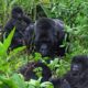 Rwanda Short Gorilla Tours - Rwanda Road Trip Gorilla Tours - Gorilla safaris Rwanda - Rwanda Gorilla Tracking with Trek Africa Tours