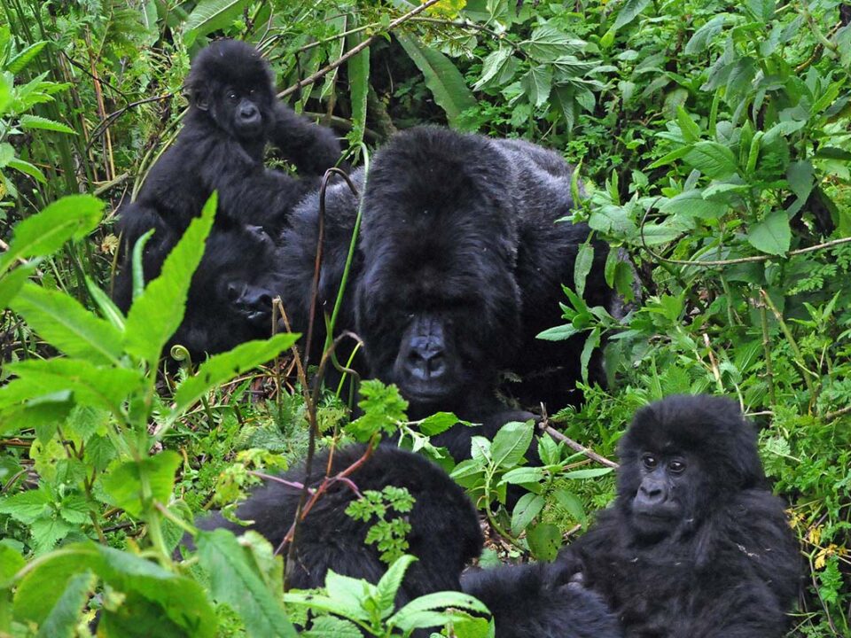 Rwanda Short Gorilla Tours - Rwanda Road Trip Gorilla Tours - Gorilla safaris Rwanda - Rwanda Gorilla Tracking with Trek Africa Expeditions - Quality Affordable 3 Days Rwanda Gorilla Safaris