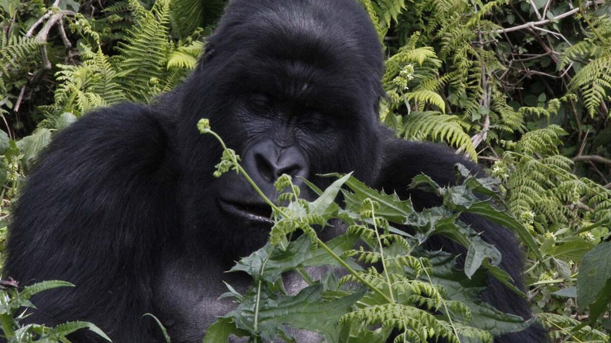 Rwanda Insight Gorilla Tours - Top Rwanda Gorilla Safaris and Permits - Rwanda Gorilla Tour Operator - Rwanda Rift Valley Gorilla Tracking Safaris - Rwanda Mountain Gorilla Tours 2024 – 2025
