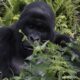 Rwanda Insight Gorilla Tours - Top Rwanda Gorilla Safaris and Permits - Rwanda Gorilla Tour Operator