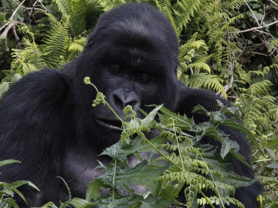 Rwanda Insight Gorilla Tours - Top Rwanda Gorilla Safaris and Permits