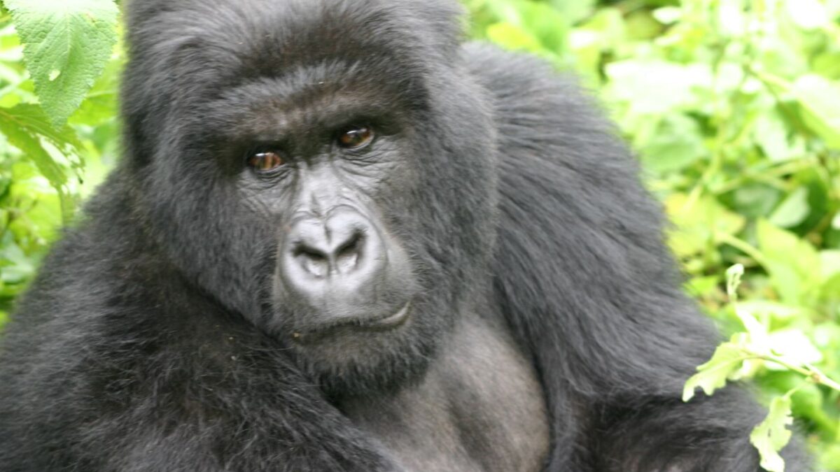 Rwanda VIP Gorilla Tours
