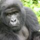 Rwanda VIP Gorilla Tours - Rwanda Honey Moon Gorilla Safaris in Africa - 2 Days Rwanda Gorilla Safari - Why Trek Gorillas in Volcanoes National Park - Rwanda Gorilla Safari Booking Information