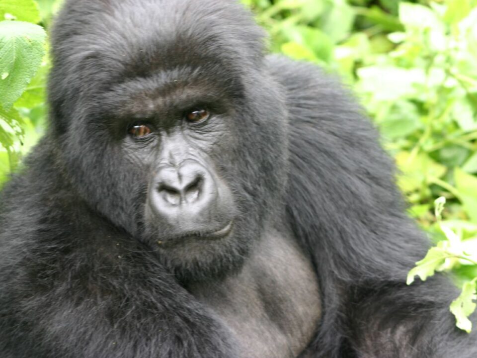 Rwanda VIP Gorilla Tours - Rwanda Honey Moon Gorilla Safaris in Africa - 2 Days Rwanda Gorilla Safari