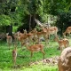 Safaris & Tours to Kisumu Impala Sanctuary