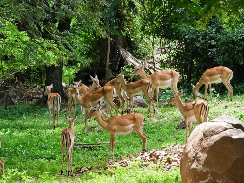 Safaris & Tours to Kisumu Impala Sanctuary