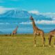 Safaris & tours to Chyulu Hills National Park