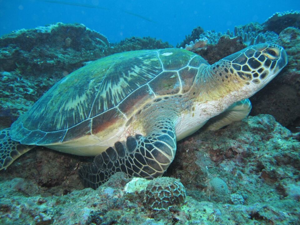 Watamu Marine National Park and Reserve