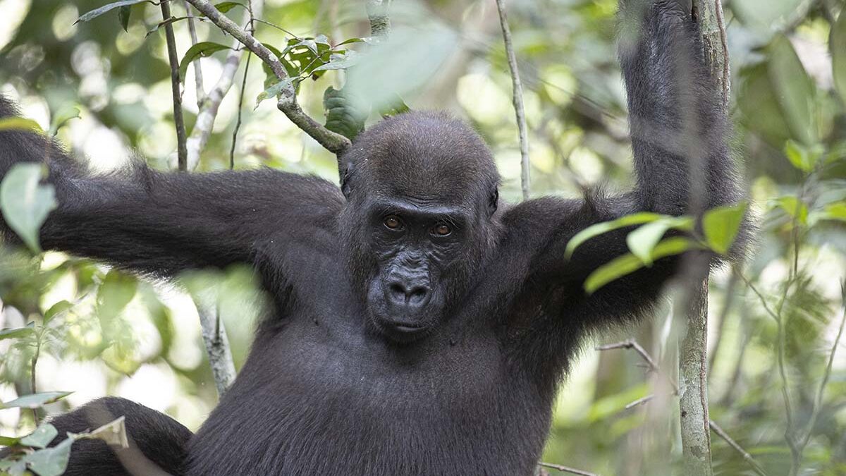 Western Lowland Gorilla Tracking
