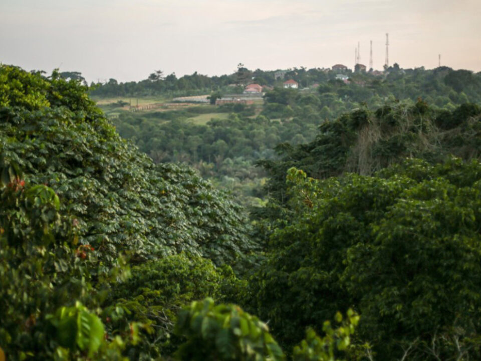 Zika Forest In Entebbe Uganda