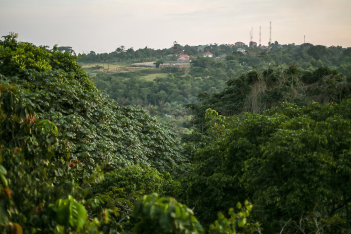 Zika Forest In Entebbe Uganda