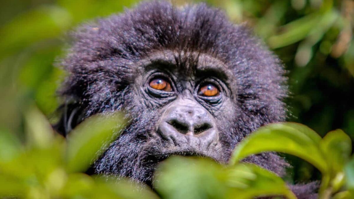 All You Need to Know About Rwanda Gorilla Tracking - Wild Gorilla Safaris in Rwanda - Rwanda Gorilla Permit Discount for Conference Tourists
