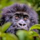 All You Need to Know About Rwanda Gorilla Tracking - Wild Gorilla Safaris in Rwanda - Rwanda Gorilla Permit Discount for Conference Tourists - 6 Days Uganda Gorilla Set Departure Safari