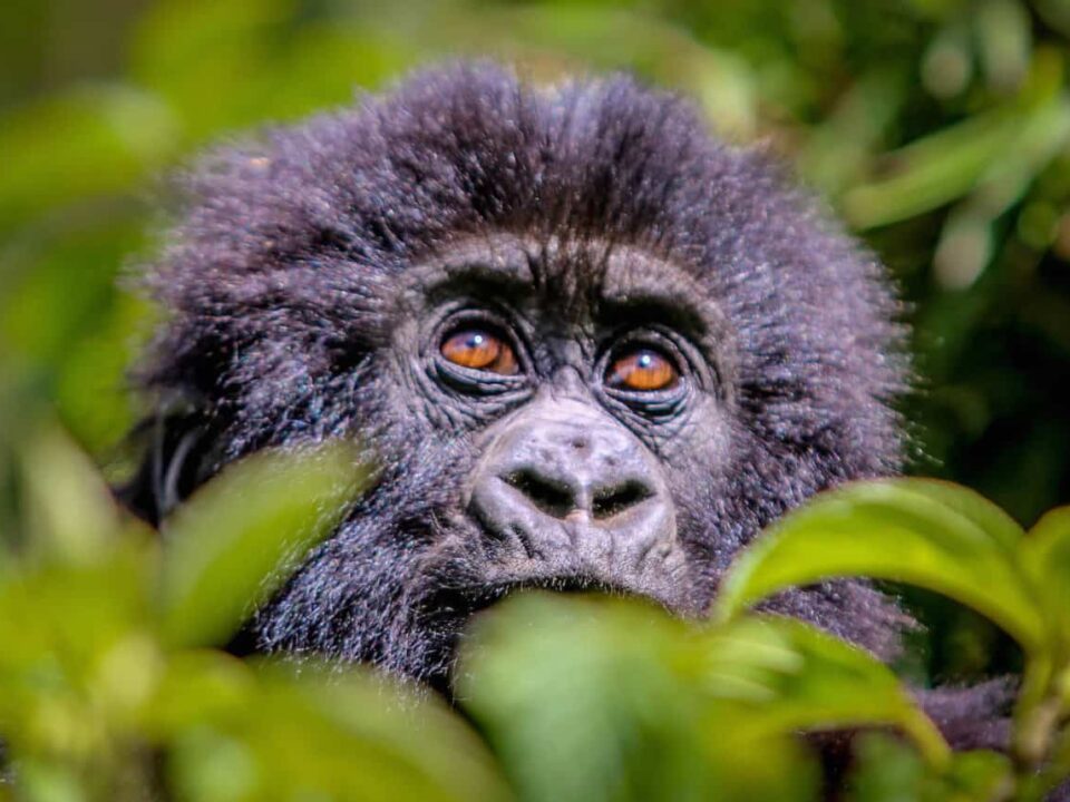 All You Need to Know About Rwanda Gorilla Tracking