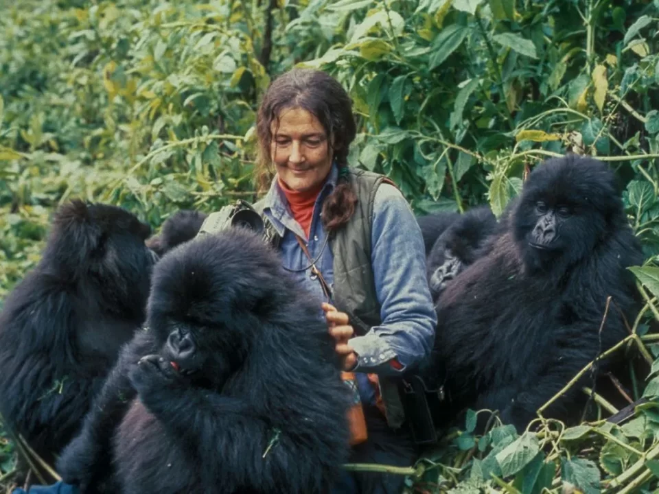 Best Places to Go Gorilla Tracking in Rwanda