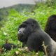 Best of Rwanda Gorilla Tracking Safaris - Vacation with Mountain Gorillas in Rwanda - Securing Rwanda Gorilla Permits, Cost and Availability - Best Budget Tour Operator in Rwanda