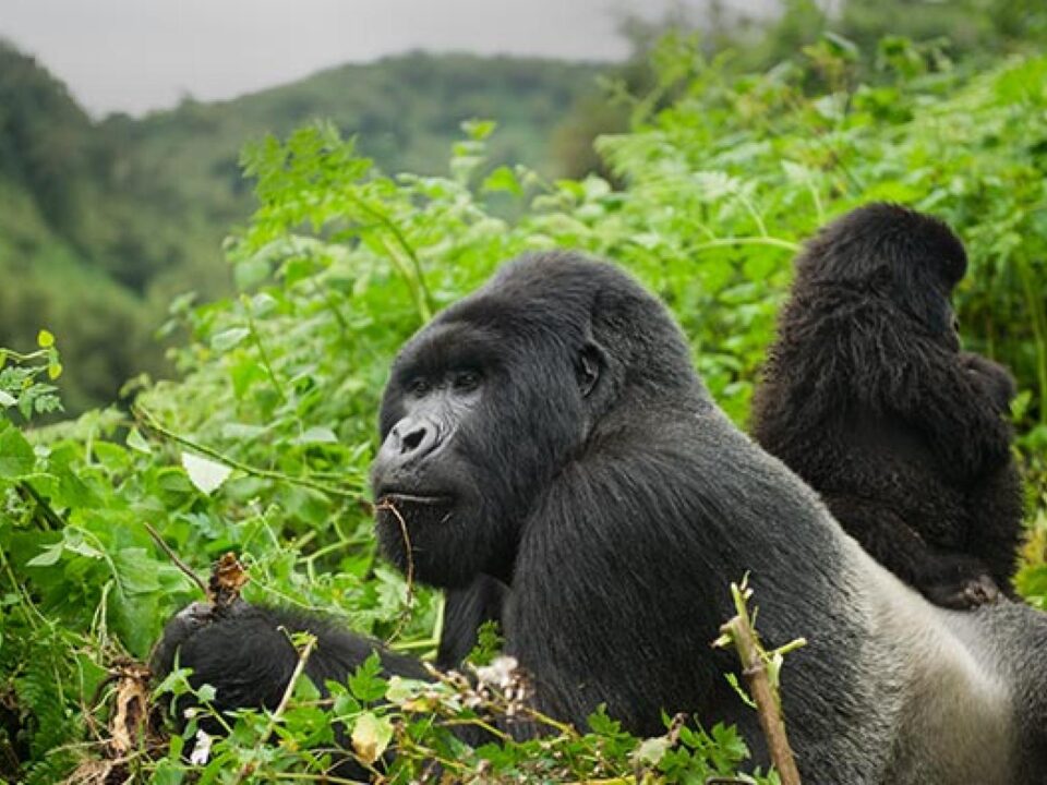 Best of Rwanda Gorilla Tracking Safaris