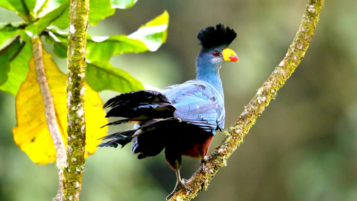 Bird watching in toro – semiliki wildlife reserve