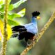 Bird watching in toro – semiliki wildlife reserve