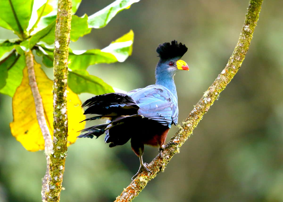 Bird watching in toro – semiliki wildlife reserve