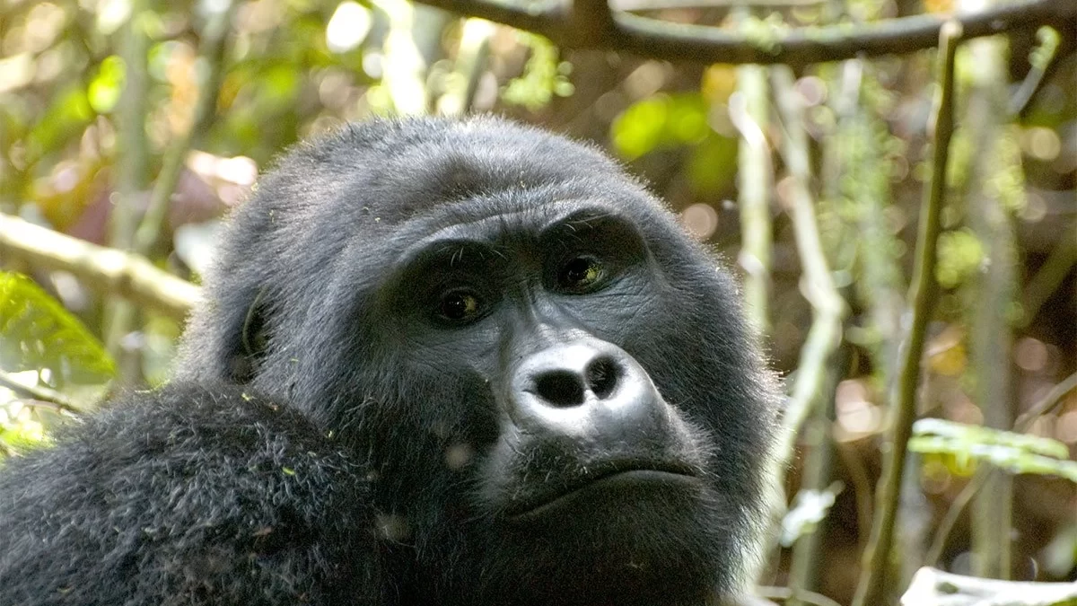 Budget Rwanda Gorilla Camping Safaris - Rwanda Gorilla Walking Safaris - Trip of Life Time with Mountain Gorillas in Rwanda - Meet the Primates of Uganda and Rwanda