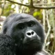 Budget Rwanda Gorilla Camping Safaris - Rwanda Gorilla Walking Safaris - Trip of Life Time with Mountain Gorillas in Rwanda