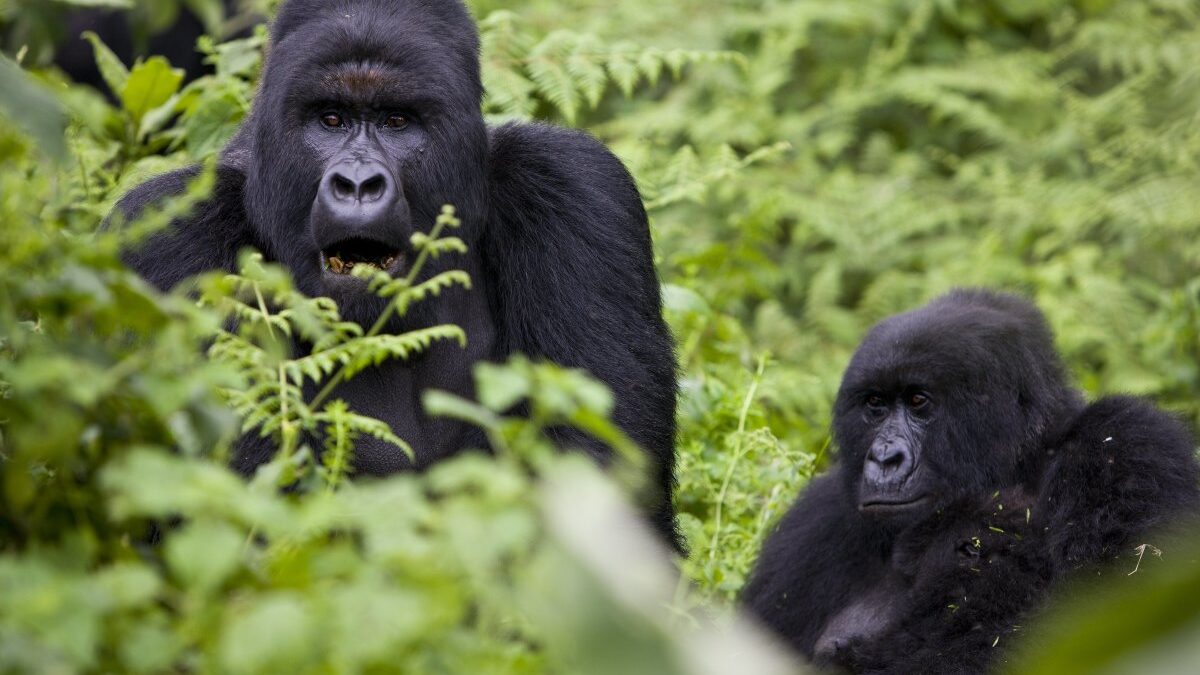 Climate Changes and Rwanda Gorilla Conservation - When to Book Rwanda Gorilla Permits? - Rwanda Mountain Gorilla Tracking Safaris