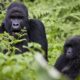 Climate Changes and Rwanda Gorilla Conservation - When to Book Rwanda Gorilla Permits? - Rwanda Mountain Gorilla Tracking Safaris