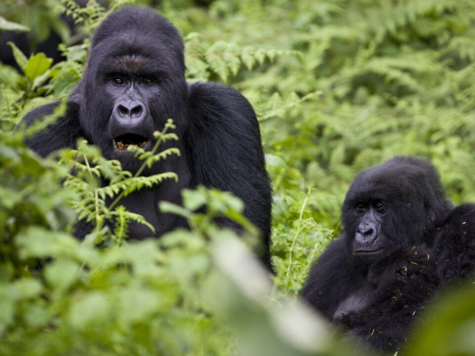 Climate Changes and Rwanda Gorilla Conservation - When to Book Rwanda Gorilla Permits? - Rwanda Mountain Gorilla Tracking Safaris