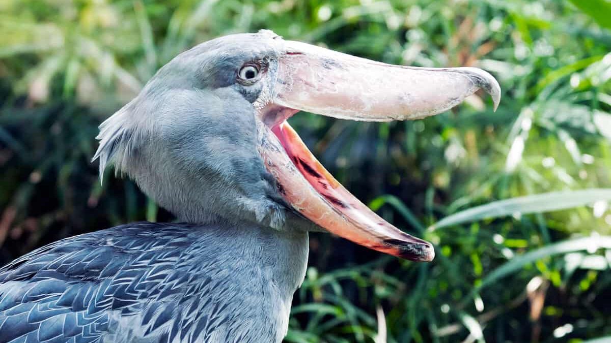 Critically Endangered Shoebill in Uganda - Shoebill Stork Boat Trip in Murchison falls National Park