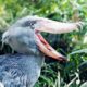 Critically Endangered Shoebill in Uganda