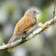 Dwarf HoneyGuide in Uganda