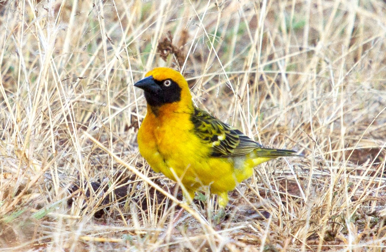 Fox’s Weaver