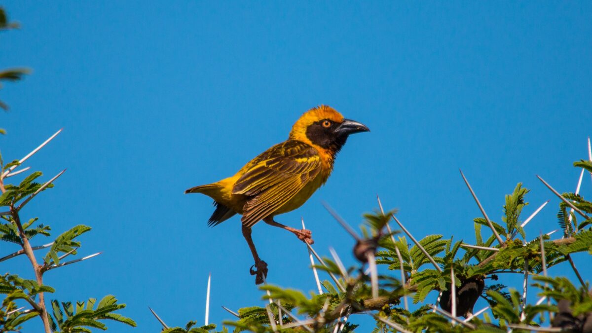 Uganda Endemic Bird Species