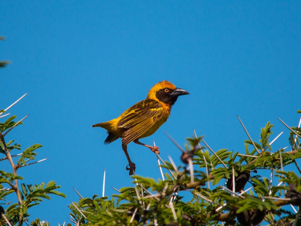 Uganda Endemic Bird Species