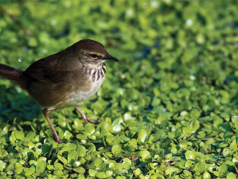 Grauer’s Rush Warbler in Uganda