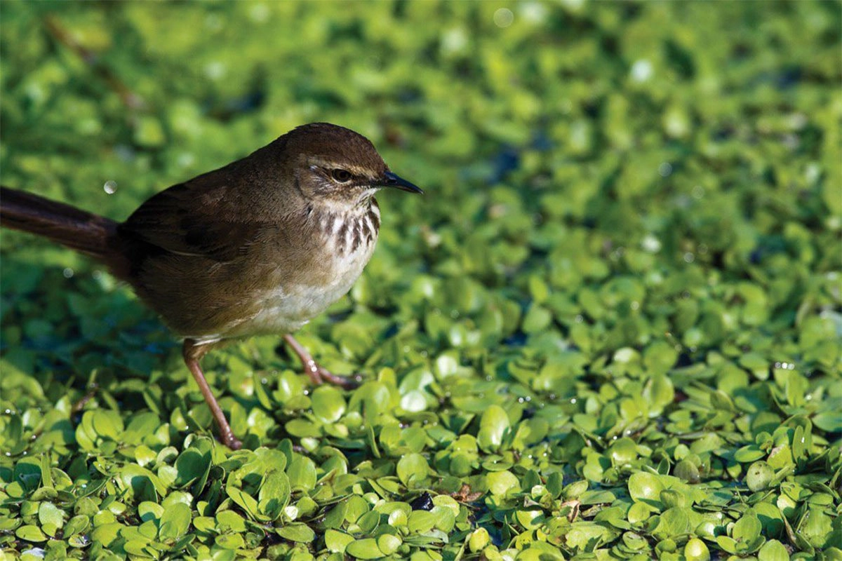 Grauer’s Rush Warbler in Uganda