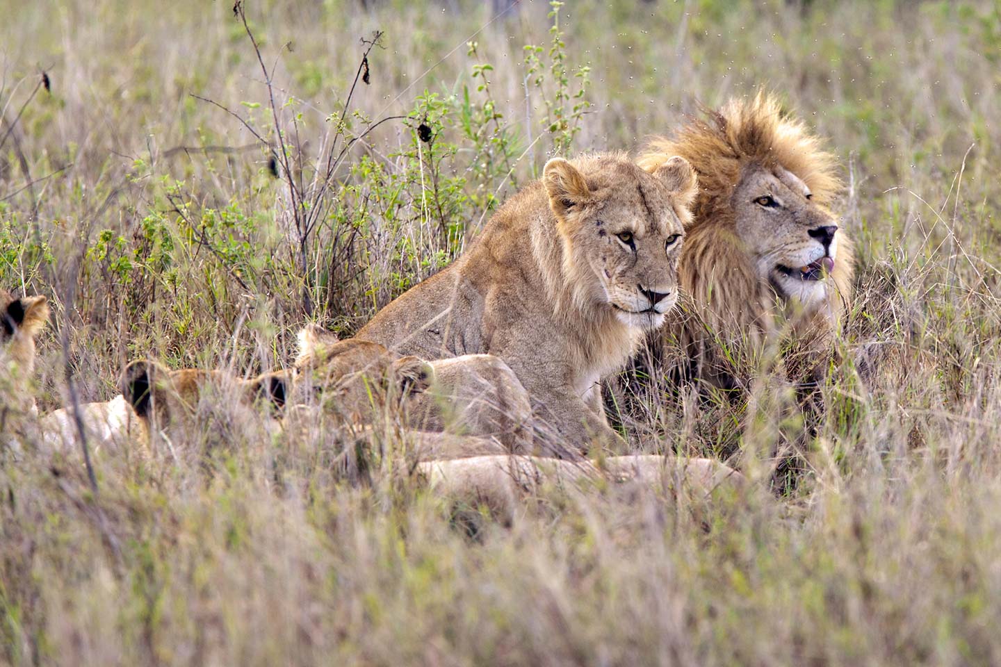 Kigosi National Park Tanzania