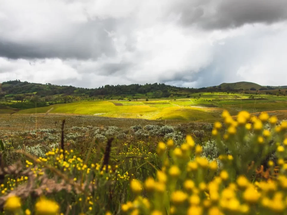 Safari Tours to Kitulo National Park in Tanzania