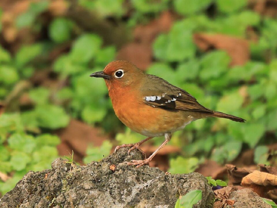 Kivu Ground Thrush in Uganda