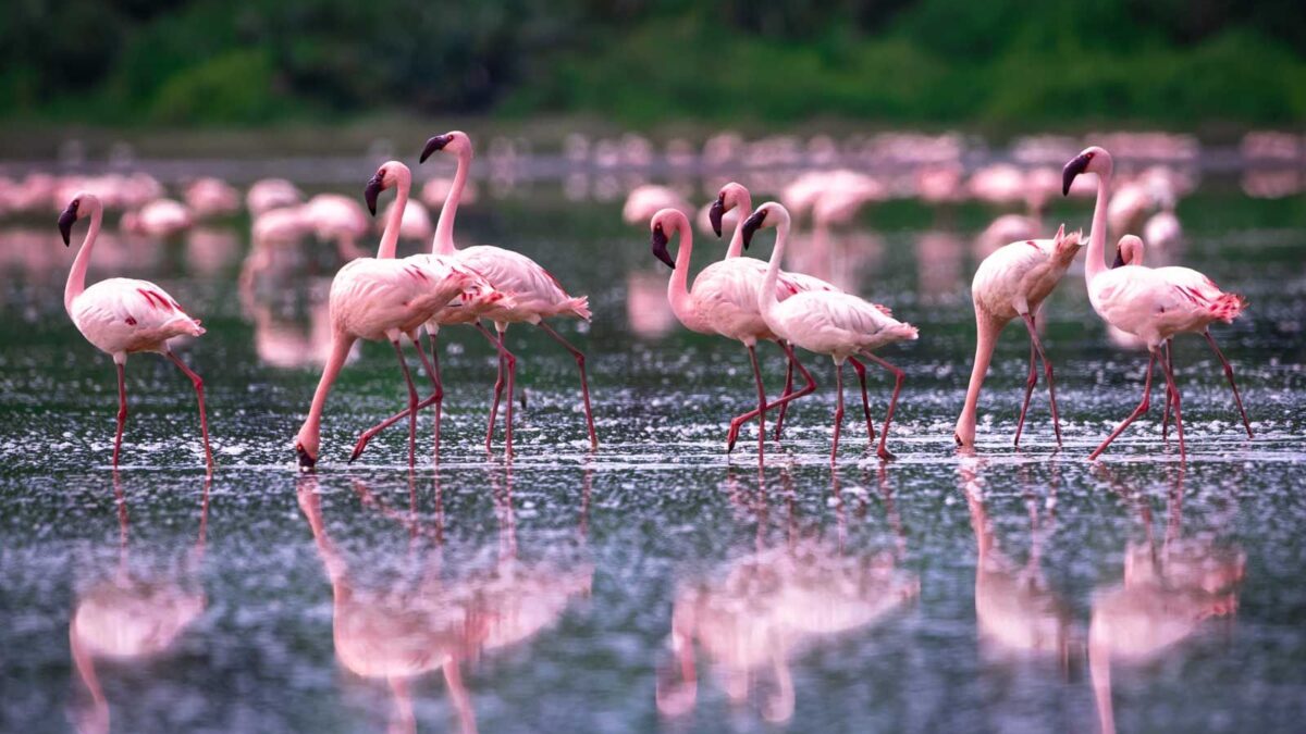 Lake Bagusa Flamingos and Salt Mining Tours