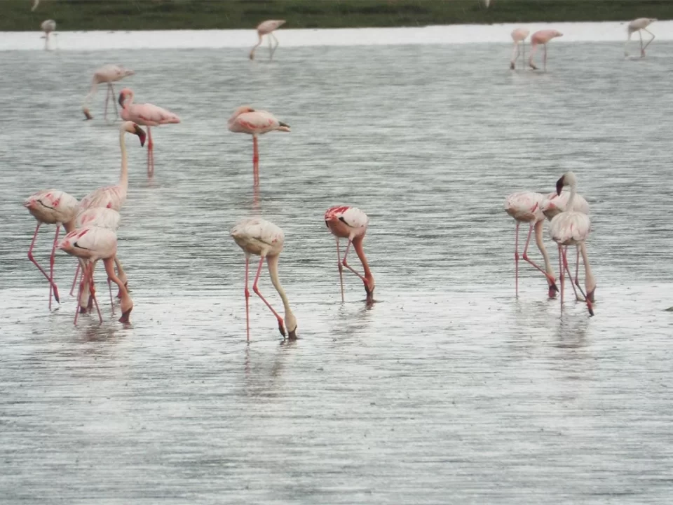 Lake Katwe Flamingos and Salt Mining Tours