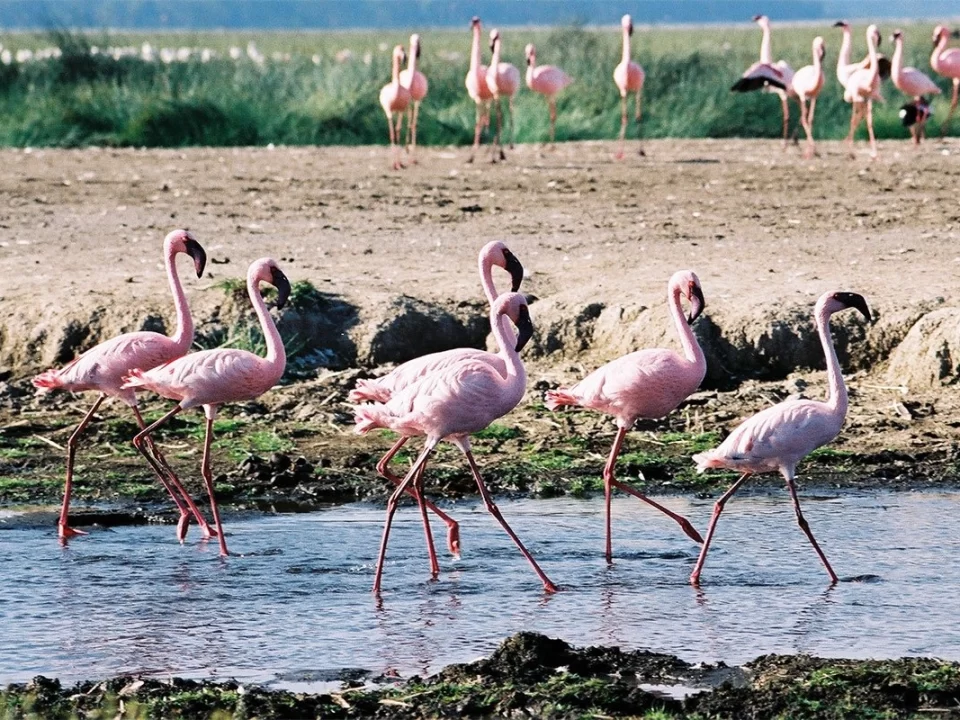 Lake Maseche Flamingos and Salt Mining Tours