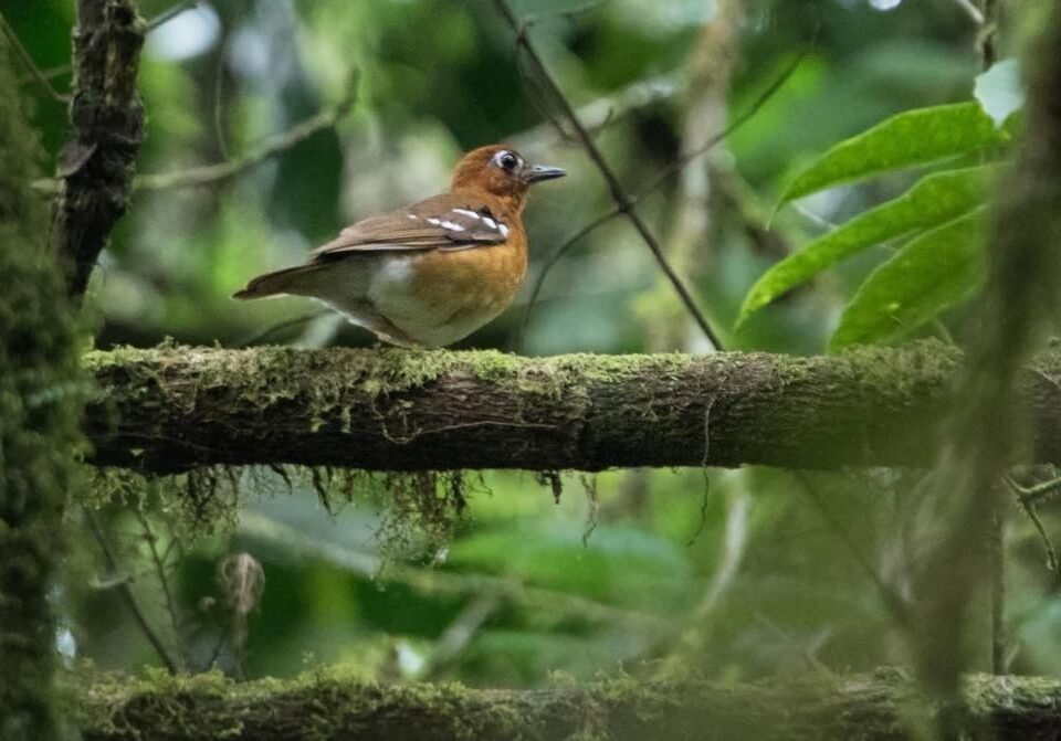 Oberlander’s Ground Thrush in Uganda