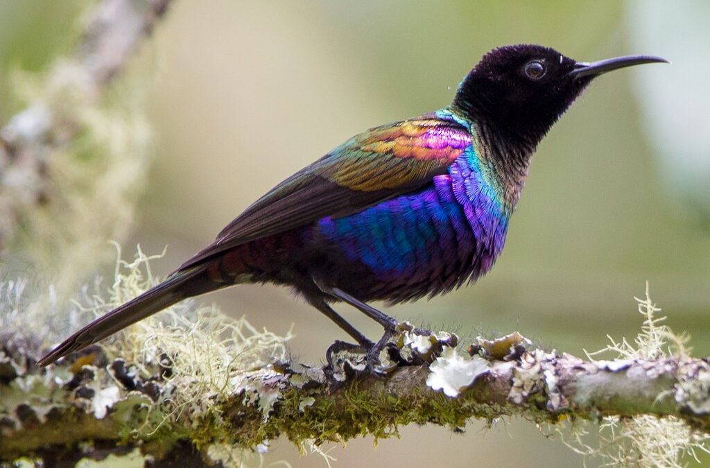 Purple Breasted Sunbird in Uganda