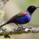 Purple Breasted Sunbird in Uganda