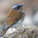 Red Throated Alethe in Uganda