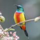 Regal Sunbird - Uganda Africa Safaris and Holiday Adventures